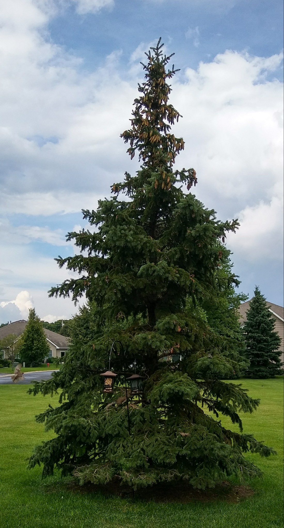 20180720_153132_HDR-1