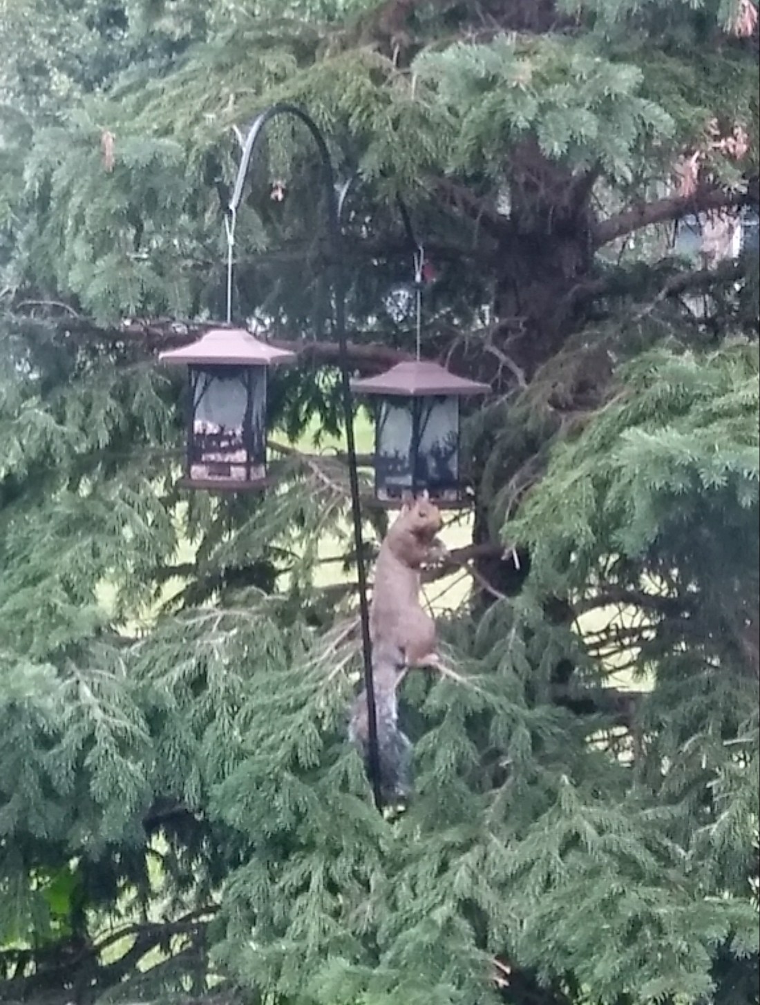 20180805_184246_HDR-1