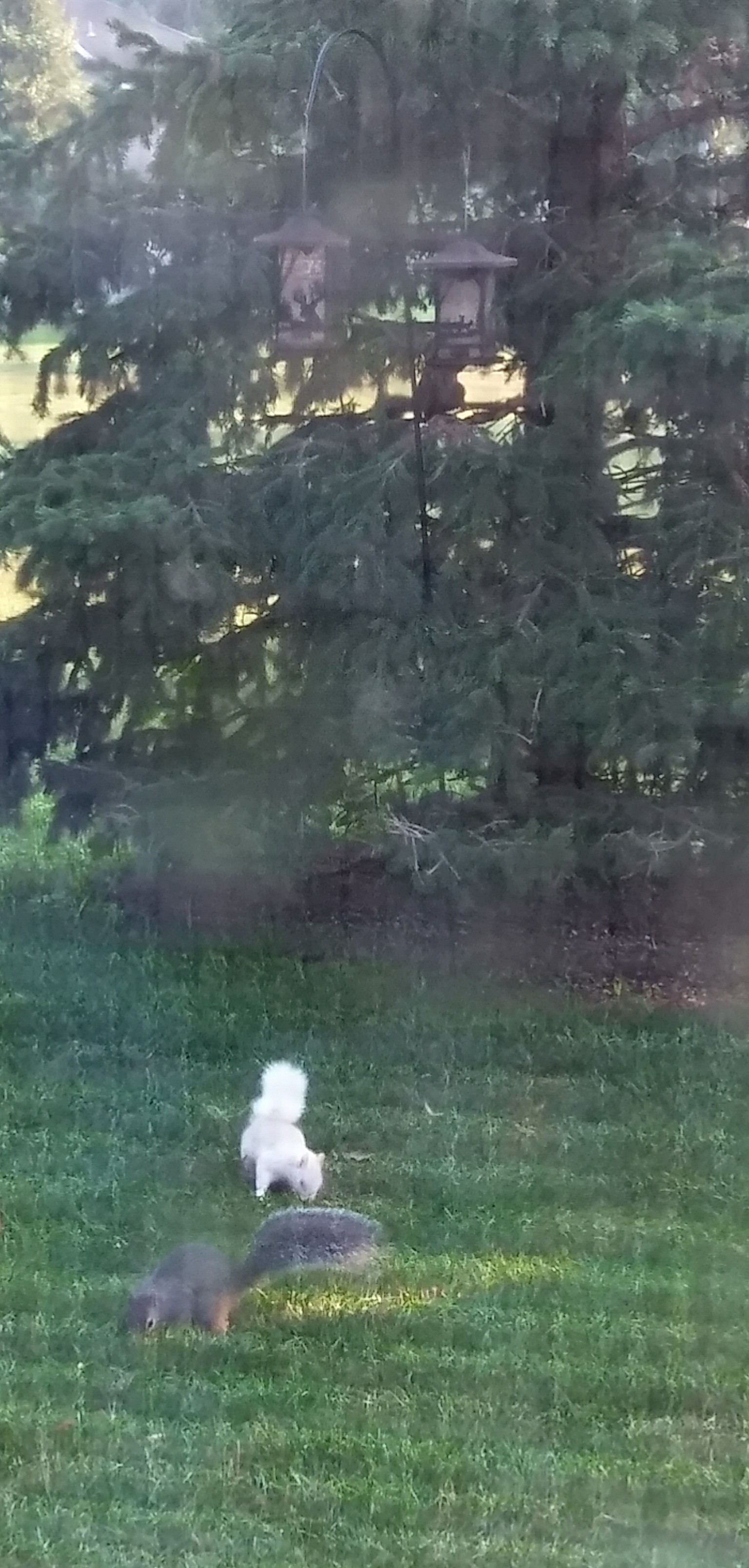 20180809_072908_HDR-1