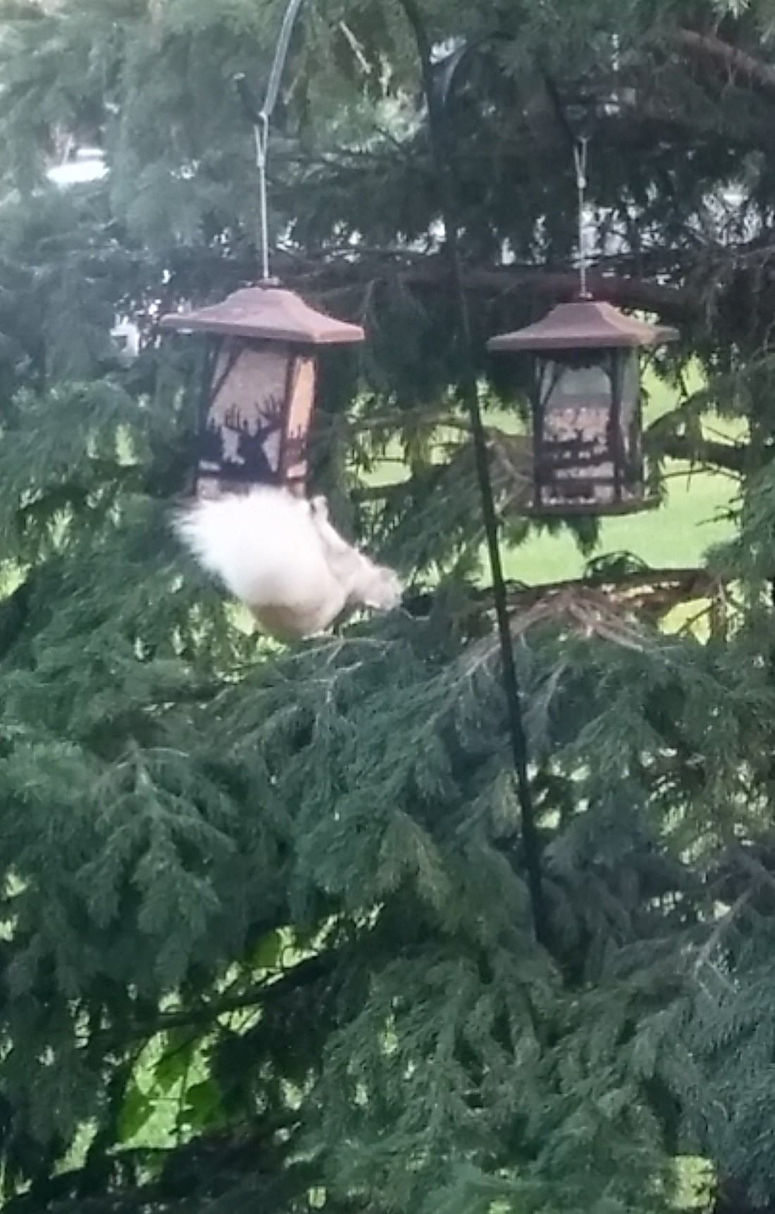 20180819_081120_HDR-1