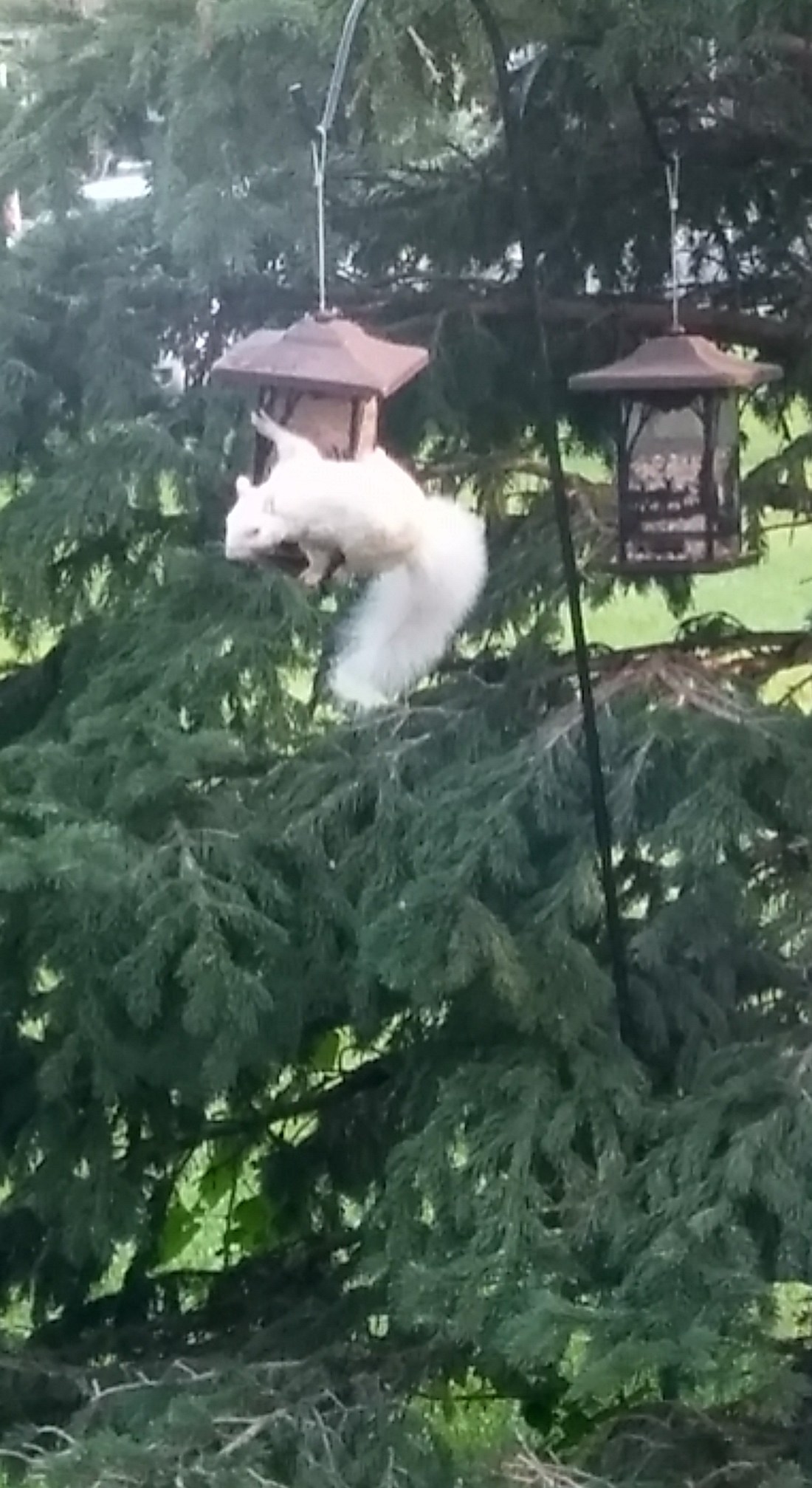 20180819_081147_HDR-1