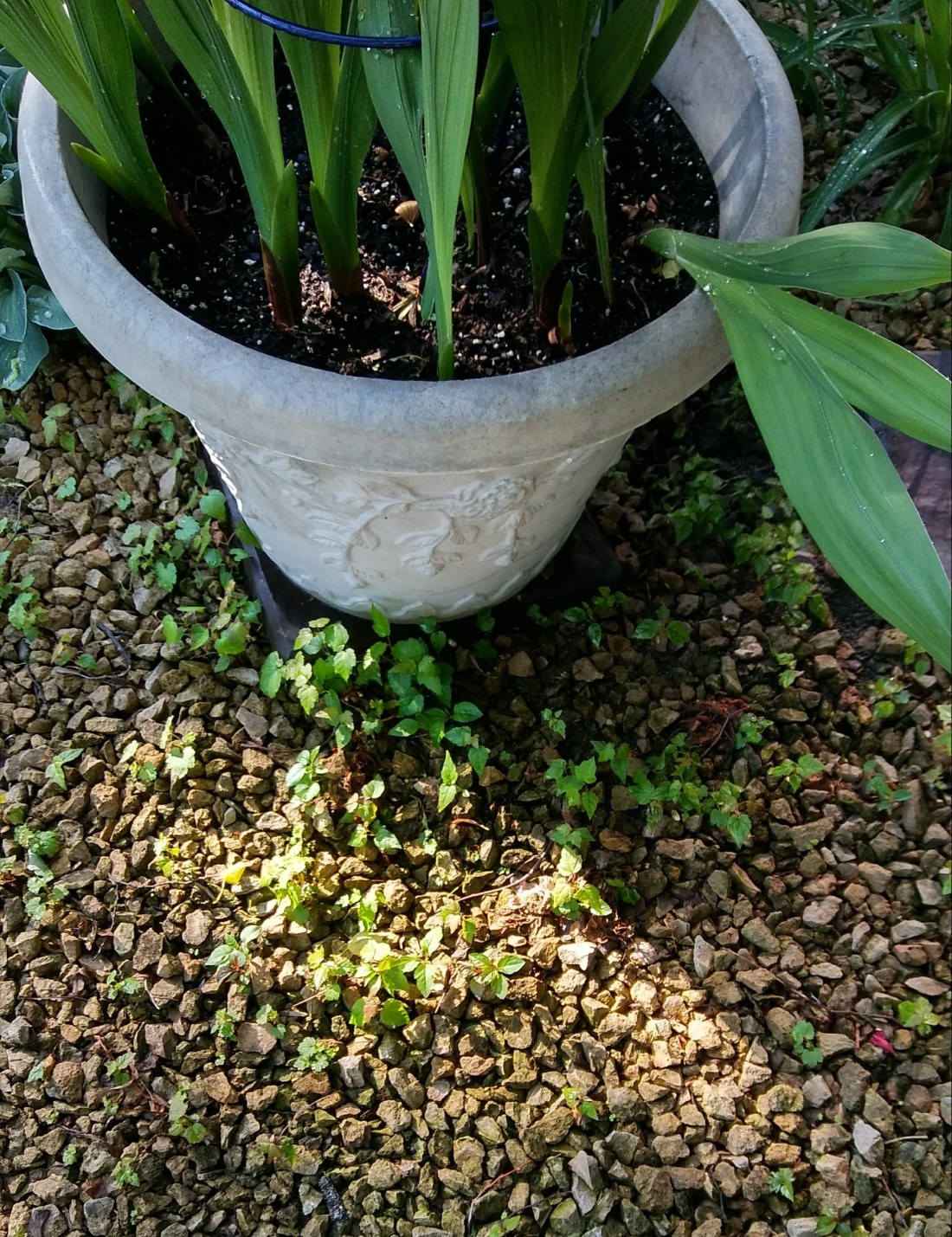 20190606_075836_HDR-1